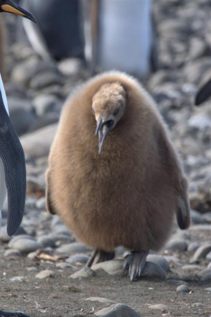 MacquarieIsland KingPenguinChick DSC08733 -1