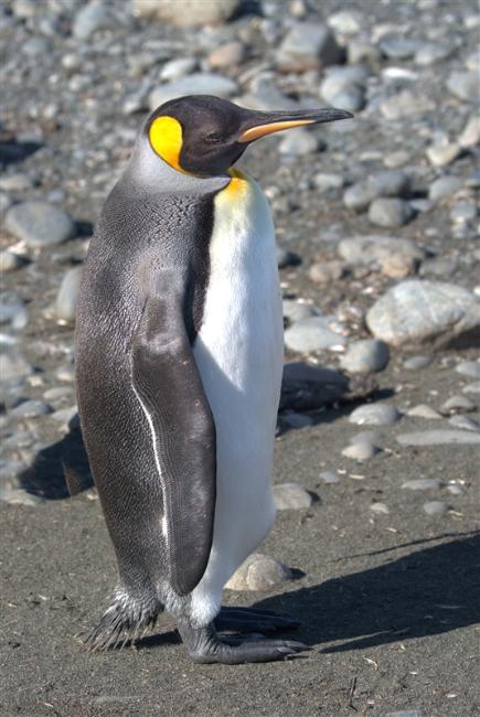 MacquarieIsland KingPenguin DSC08790 -1