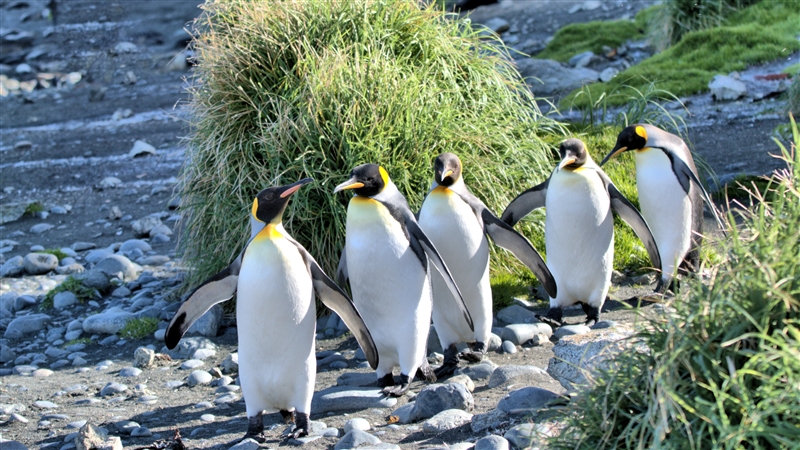 MacquarieIsland KingPenguins DSC08798 -1