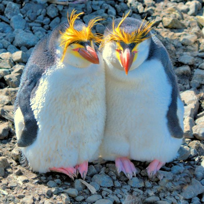 MacquarieIsland RoyalPenguins DSC08719 -1