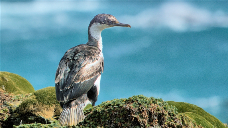 MacquarieIsland Shag  DSC08692 -1