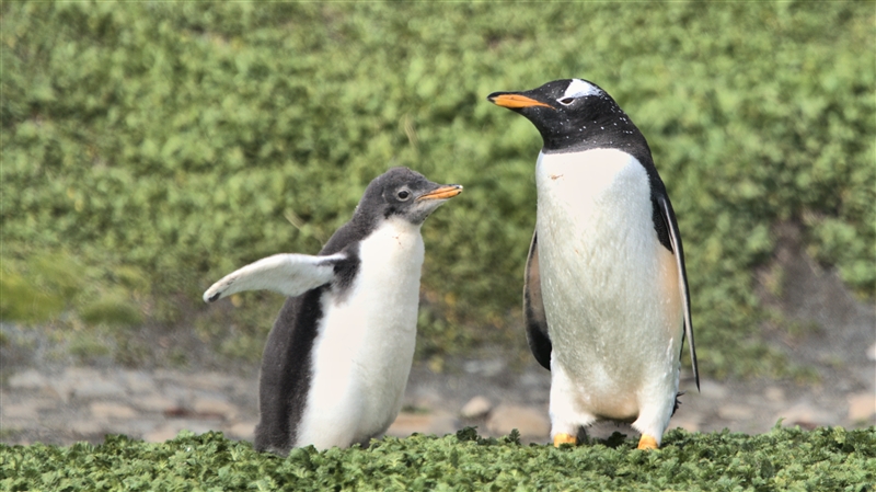 Macquarie Island GentooPenguins DSC08681 -1