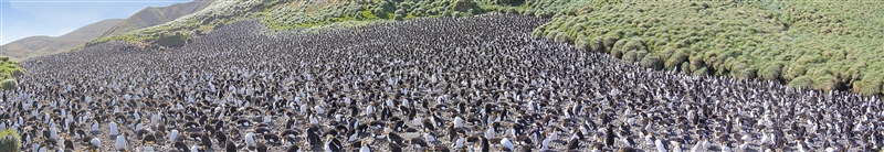 Panorama 3 Royal Penguin Rookery m