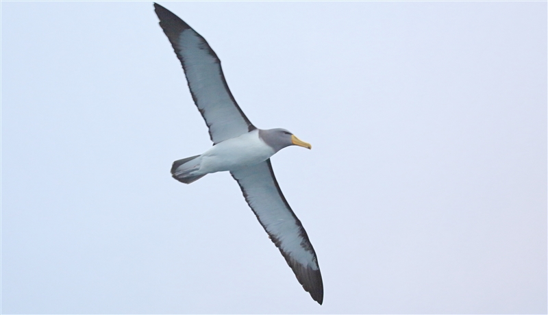 PyramidRock 1109 m Chatham Albatross Thalassarche eremita