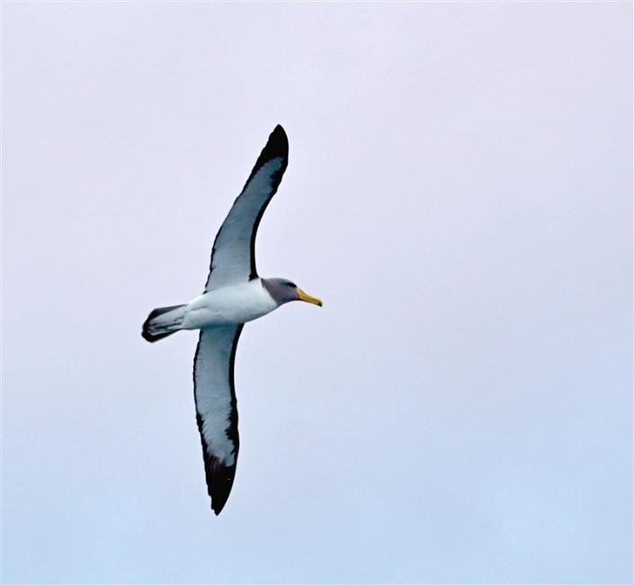 PyramidRock 1112 m Chatham Albatross Thalassarche eremita