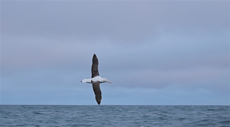 PyramidRock 1118 m Southern Royal Albatross Diomedea epomophora