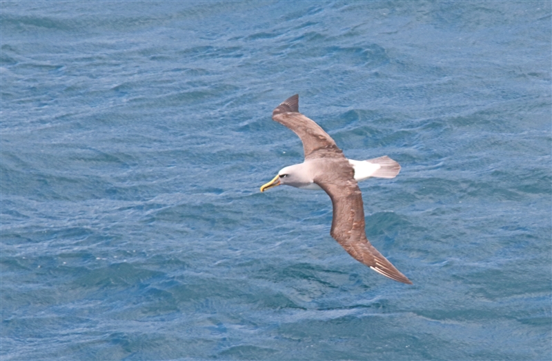 SouthEastIsland Chumming 2522 m Bullers Albatross or Bullers Mollymawk Thalassarche bulleri