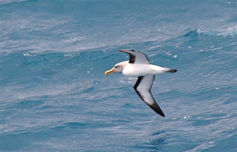 SouthEastIsland Chumming 2529 m Bullers Albatross or Bullers Mollymawk Thalassarche bulleri