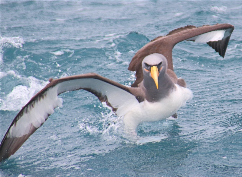 SouthEastIsland Chumming 2540 m Chatham Albatross Thalassarche eremita