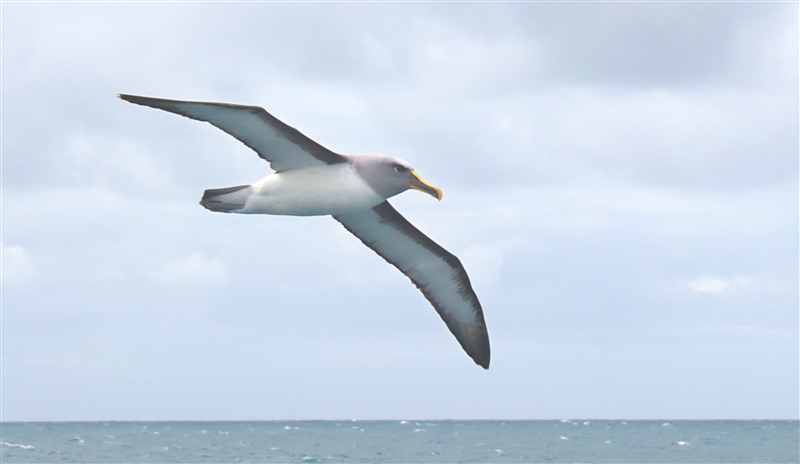 SouthEastIsland Chumming 2542 m Bullers Albatross Thalassarche bulleri