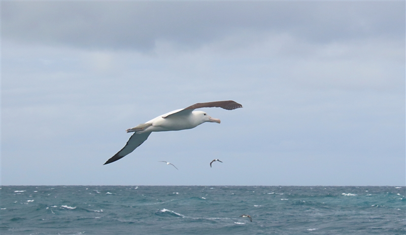 SouthEastIsland Chumming 2544 m Northern Royal Albatross Diomedea sanfordi & Others