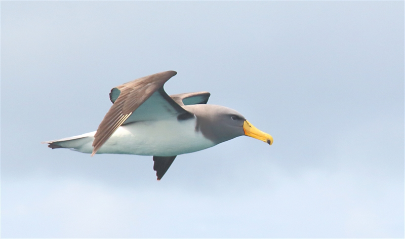 SouthEastIsland Chumming 2548 m Chatham Albatross Thalassarche eremita