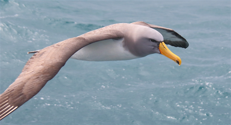 SouthEastIsland Chumming 2550 m Chatham Albatross Thalassarche eremita