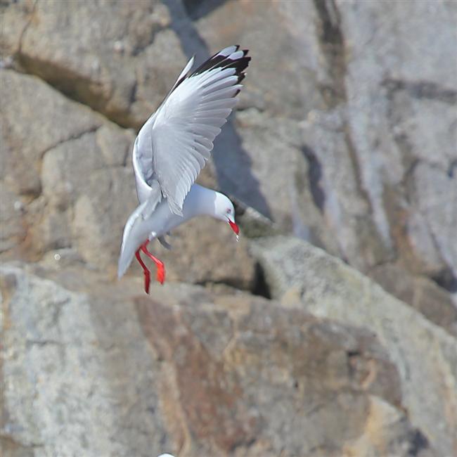 The Snares 0164 mm Red Billed Gulls Chroicocephalus novaehollandiae scopulinus