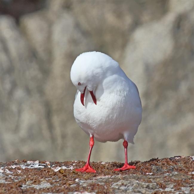 The Snares 0165 mm Red Billed Gulls Chroicocephalus novaehollandiae scopulinus