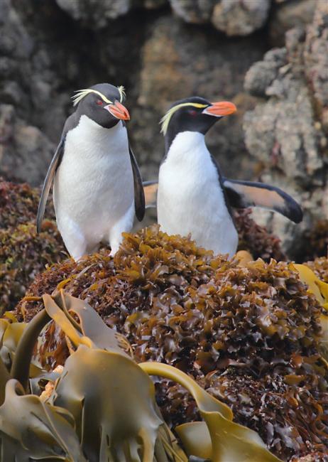 The Snares 0183 m Snares Crested Penguin Eudyptes robustus