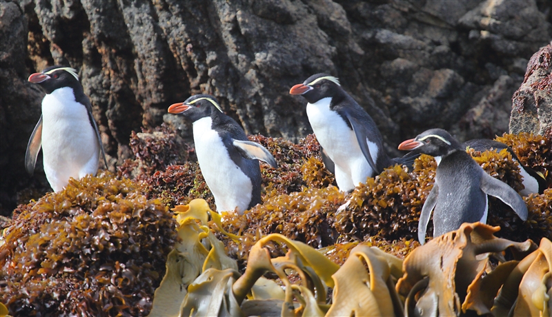 The Snares 0184 m Snares Crested Penguin Eudyptes robustus