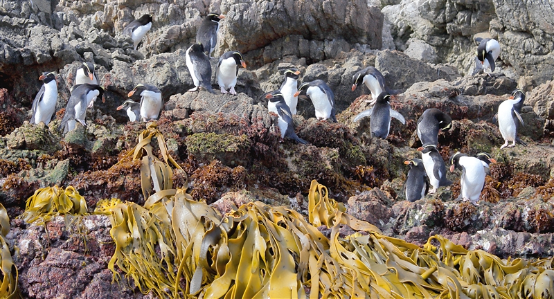 The Snares 0186 m Snares Crested Penguin Eudyptes robustus