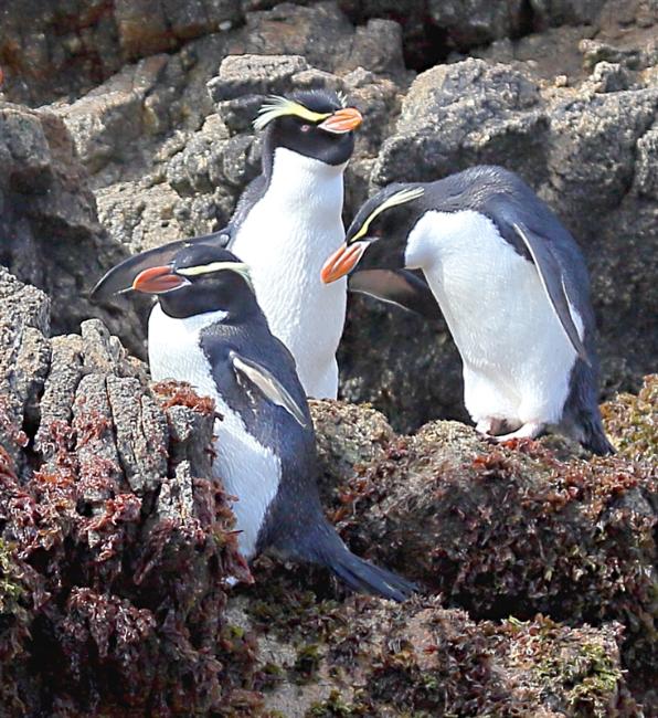 The Snares 0186 mm Snares Crested Penguin Eudyptes robustus