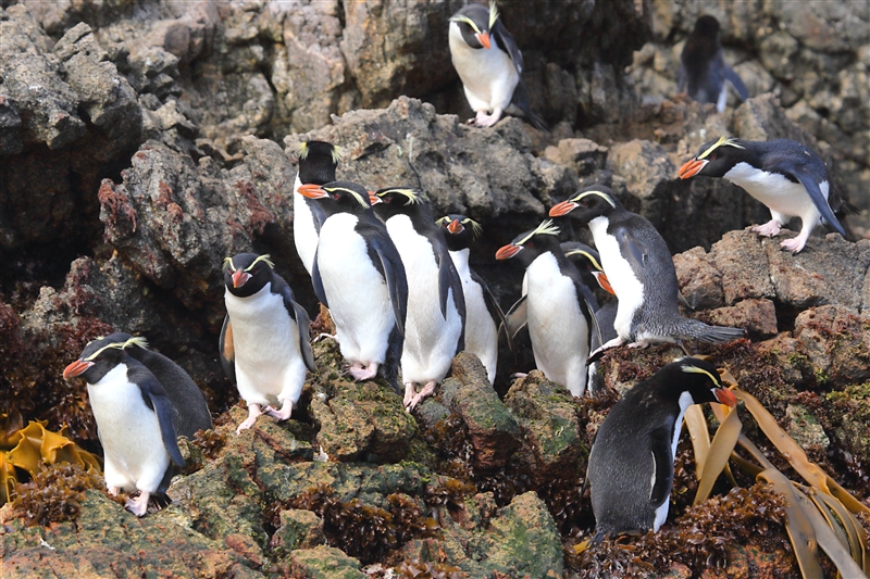 The Snares 0193 m Snares Crested Penguin Eudyptes robustus