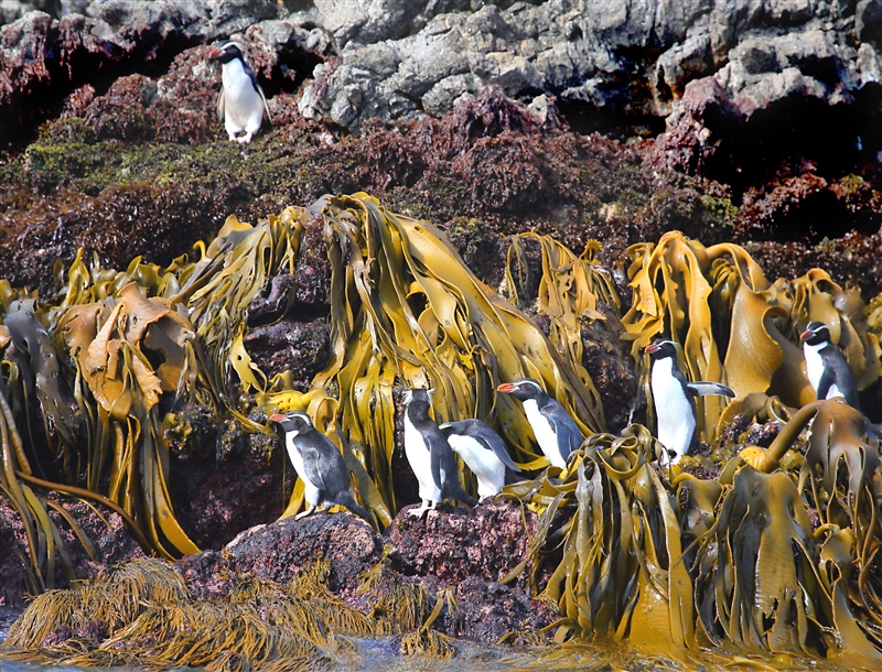 The Snares 0202 m Snares Crested Penguin Eudyptes robustus