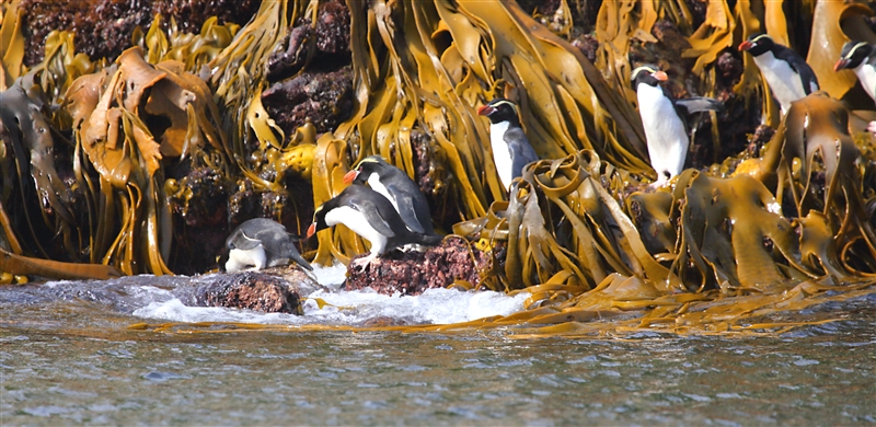 The Snares 0203 m Snares Crested Penguin Eudyptes robustus