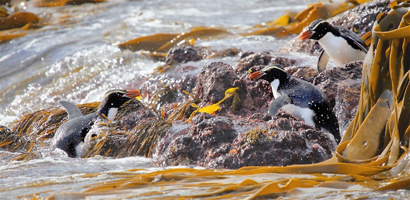 The Snares 0206 m Snares Crested Penguin Eudyptes robustus