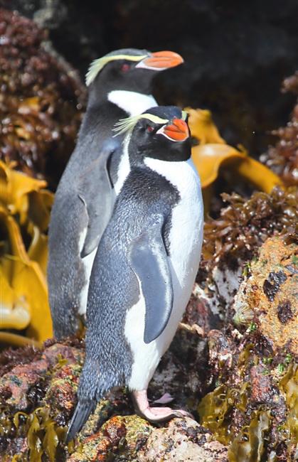 The Snares 0208 m Snares Crested Penguin Eudyptes robustus