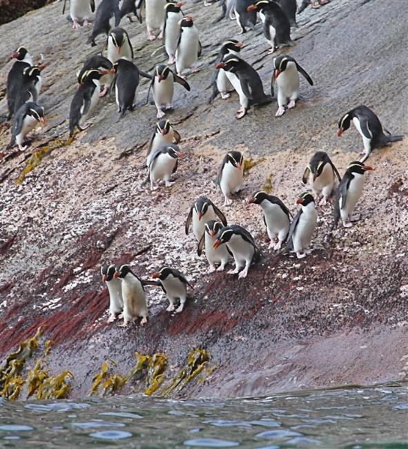 The Snares 0222 m Snares Crested Penguin Eudyptes robustus