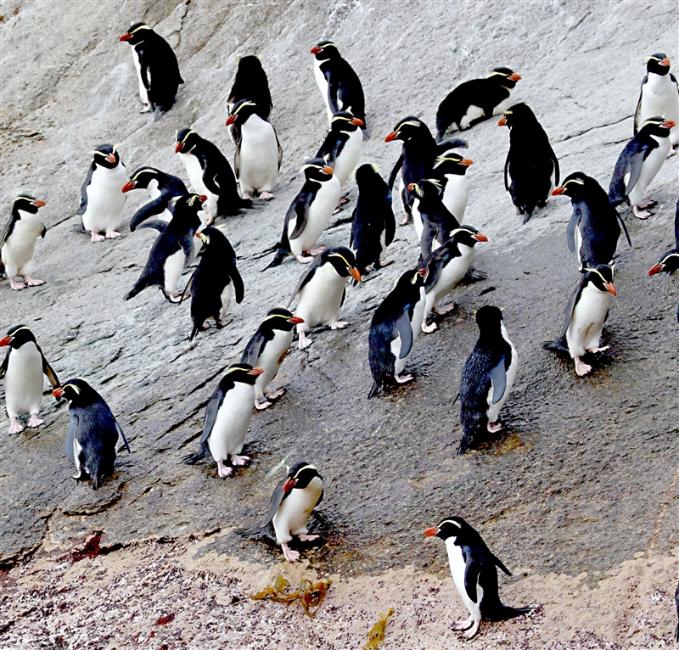 The Snares 0227 mmm Snares Crested Penguin Eudyptes robustus