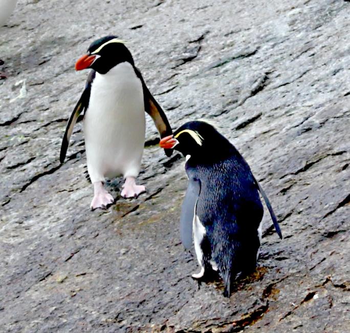 The Snares 0227 mmmm Snares Crested Penguin Eudyptes robustus