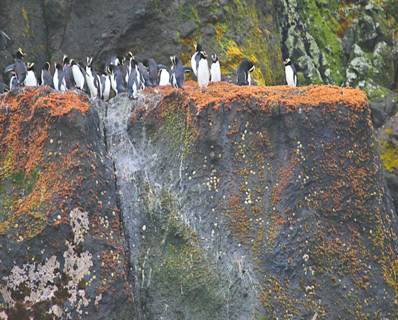 Antipodes Islands, Erect Crested Penguins - Eudyptes sclateri