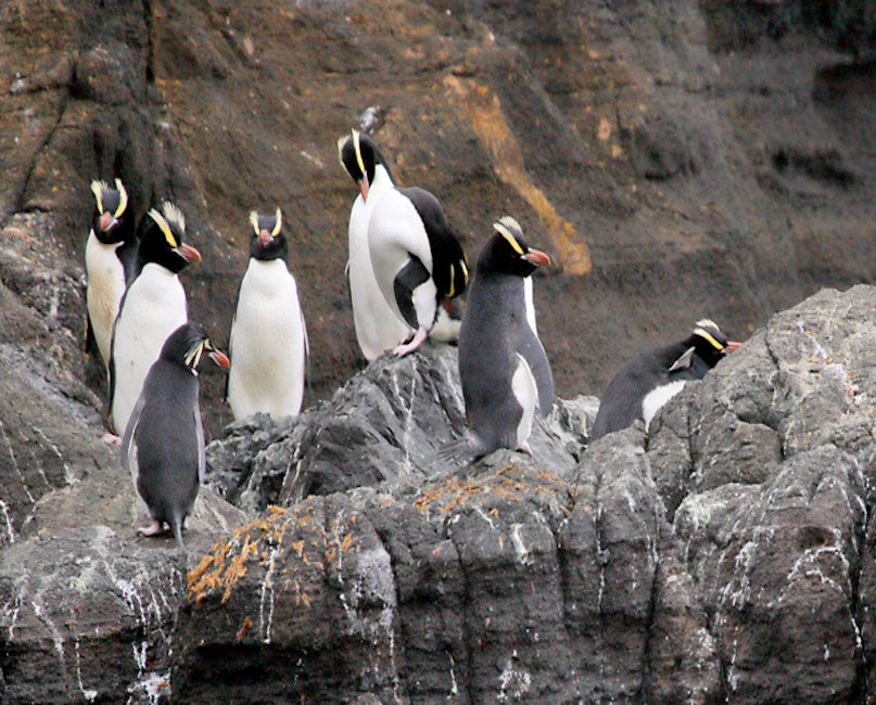 Antipodes Islands, Erect Crested Penguins - Eudyptes sclateri