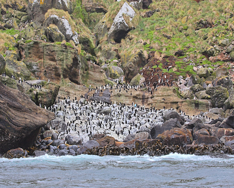 Antipodes Islands, Erect Crested Penguins - Eudyptes sclateri