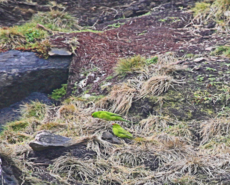 Antipodes, Reischeks parakeet - Cyanoramphus hochstetteri