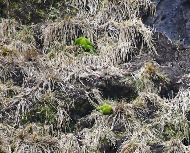 Antipodes, Reischeks parakeet - Cyanoramphus hochstetteri