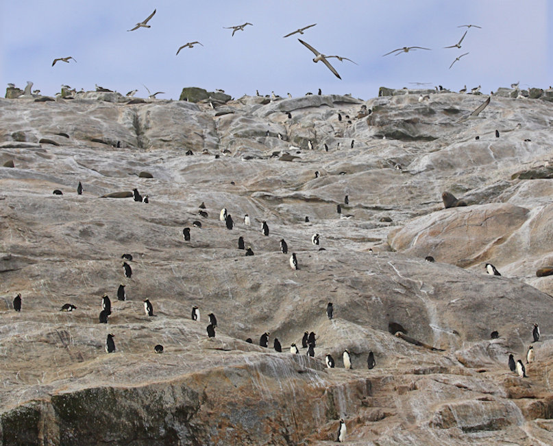 Bounty islands cliffs, New Zealand