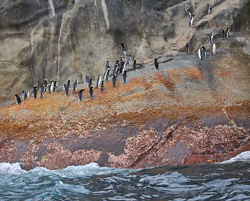 Bounties, New Zealand Erect Crested Penguin - Eudyptes sclateri