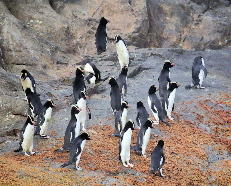 Bounties, New Zealand Erect Crested Penguin - Eudyptes sclateri