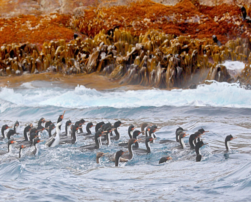 Bounties, New Zealand, Bounty Island Shag - Phalacrocorax ranfurlyi_Rafting