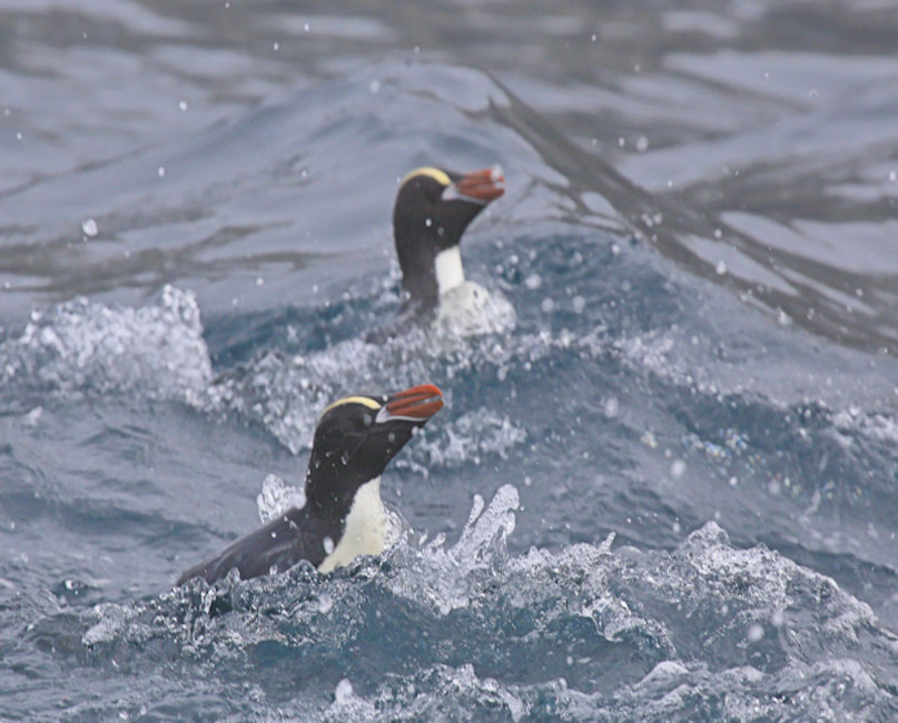 Bounties, New Zealand Erect Crested Penguin - Eudyptes sclateri