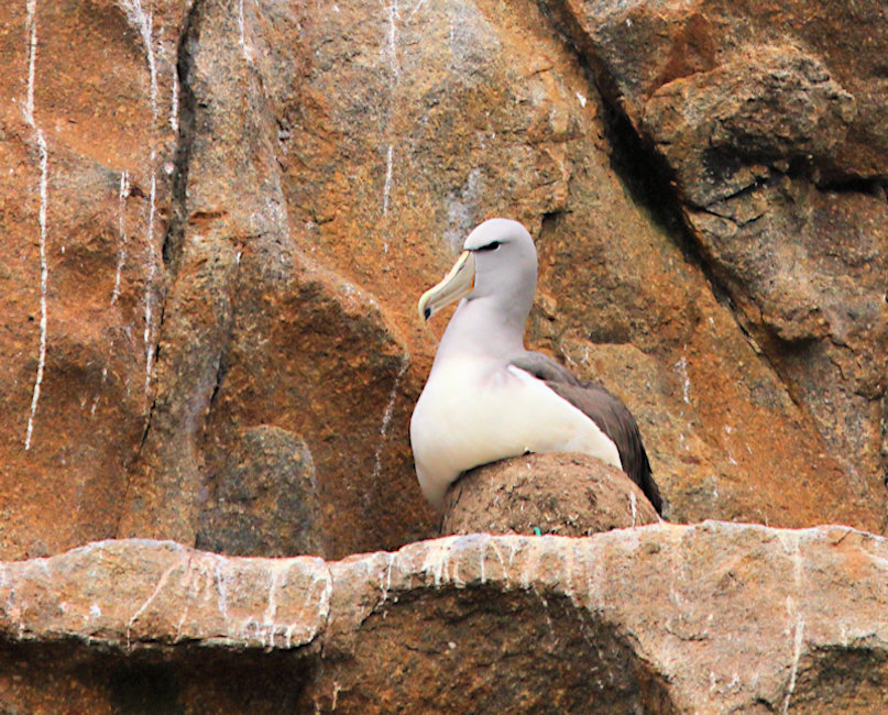 Bounty Islands, New Zealand - nesting Salvin's Albatross