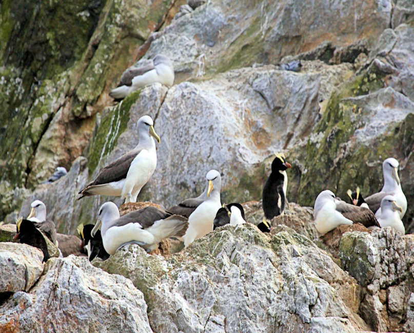 Bounty Islands, New Zealand