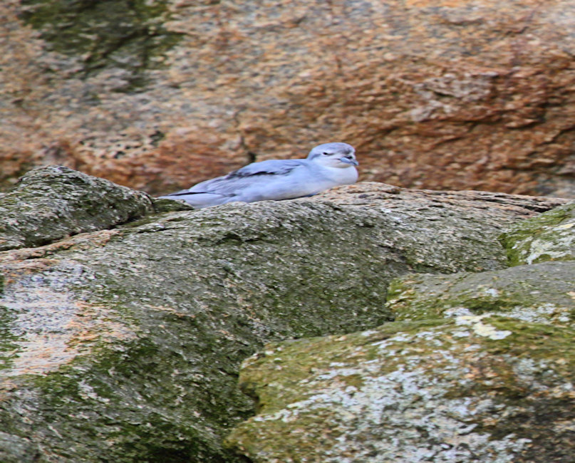 Bounties, Fulmar prion - Pachyptila crassirostris