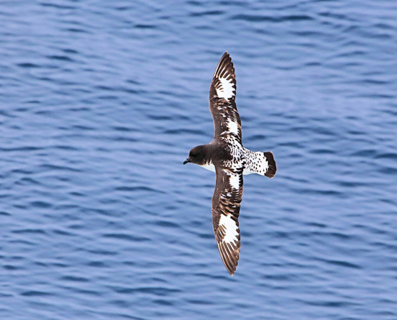 Bounties, Cape Petrel - Daption capense