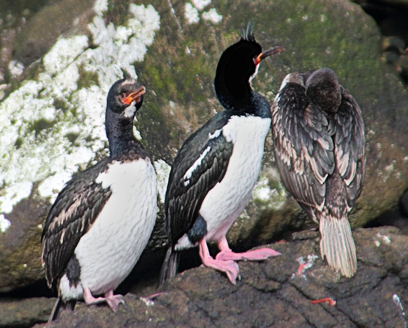 Campbell Island, Campbell Island Shag - Phalacrocorax campbelli