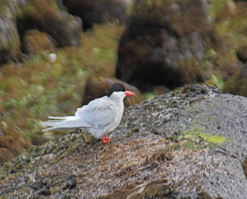 Campbell Island, Antarctic Tern - Sterna vittata