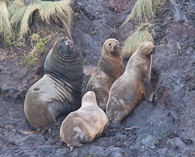 Campbell Island, Hookers Sea Lions, Phocarctos hookeri_Bull with Hareem