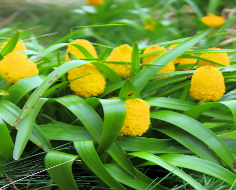 Campbell Island, Mega Herbs - Ross Lily - Bulbinella rossii