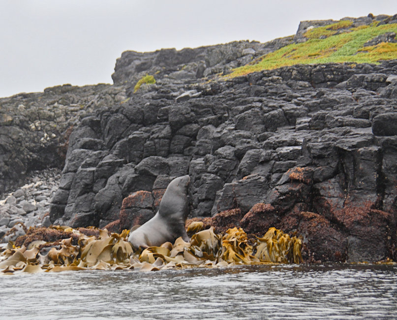 Auckland Island, New Zealand - Coastal Scene & Hookers Sea Lion & Fog